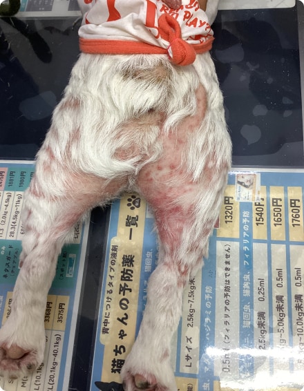 before画像