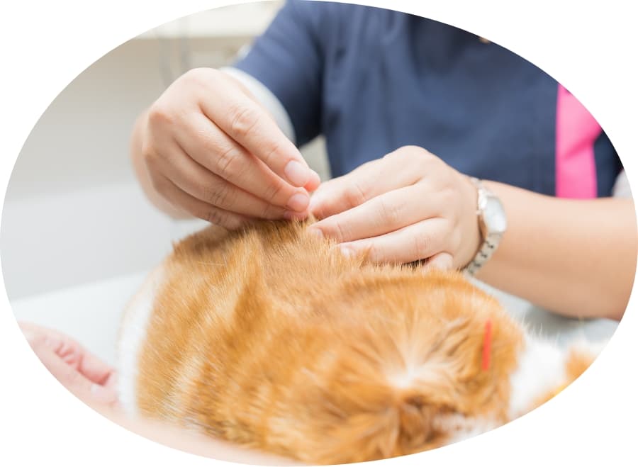 鍼灸・漢方などの東洋医学も学べる環境