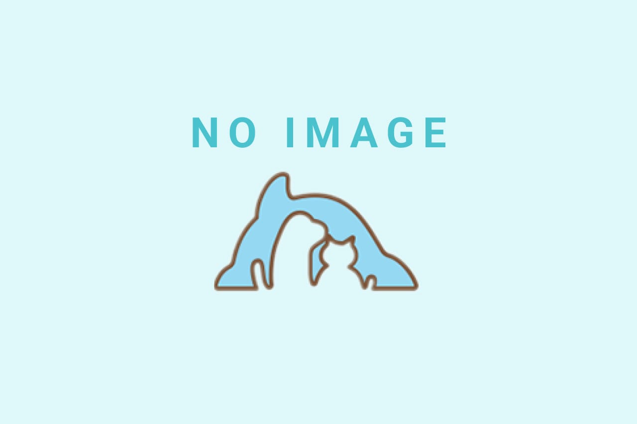 noimage