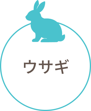 ウサギ