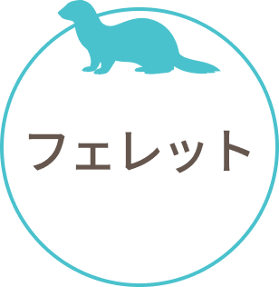 フェレット