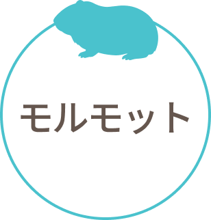 モルモット