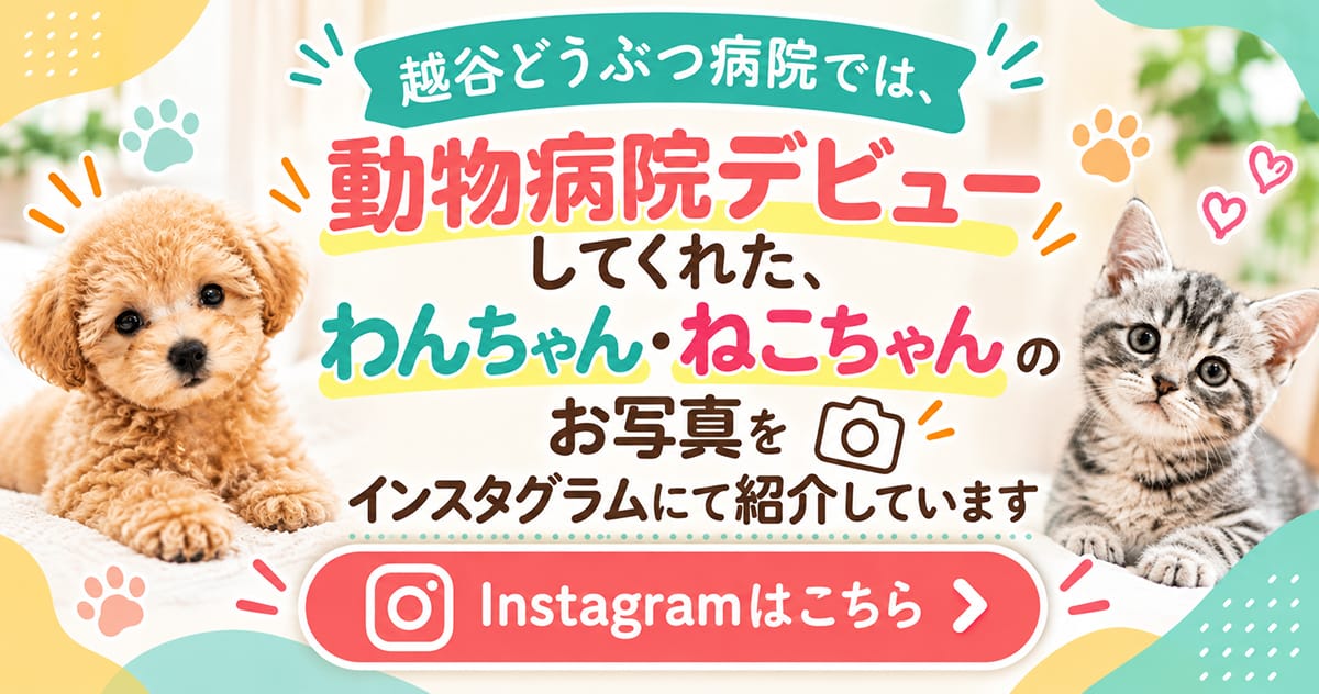越谷どうぶつ病院のInstagram｜動物病院デビューしたわんちゃん・ねこちゃんをご紹介